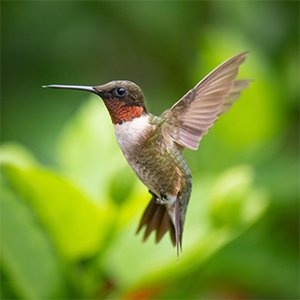 Colibri volant